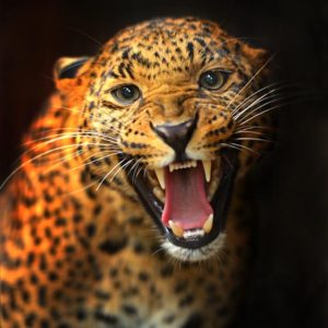 d_animals-10