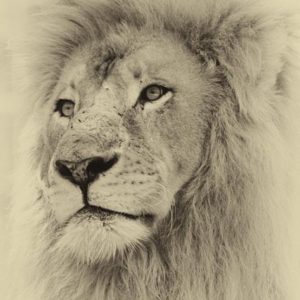 d_animals-11