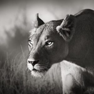 d_animals-13