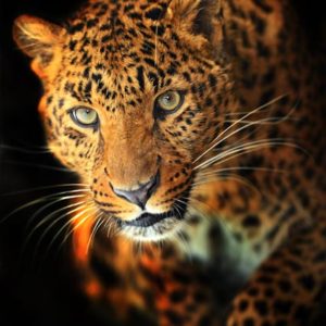 d_animals-15