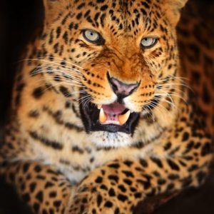 d_animals-17