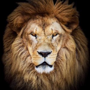 d_animals-30