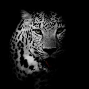 d_animals-35
