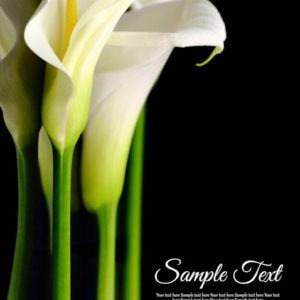 d_flower-144