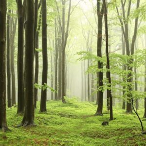 d_forest-24