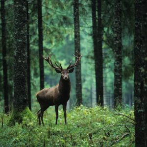 d_forest-31