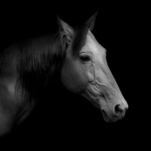 sh_animals-83