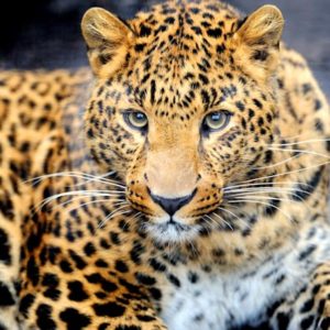 sh_animals-95