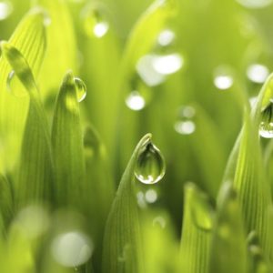 sh_plants-154