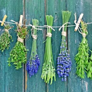sh_plants-85